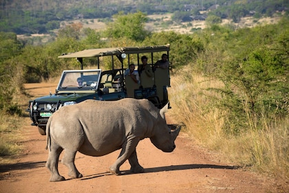 Desde Johannesburgo: safari de caza en la reserva natural de Pilanesberg