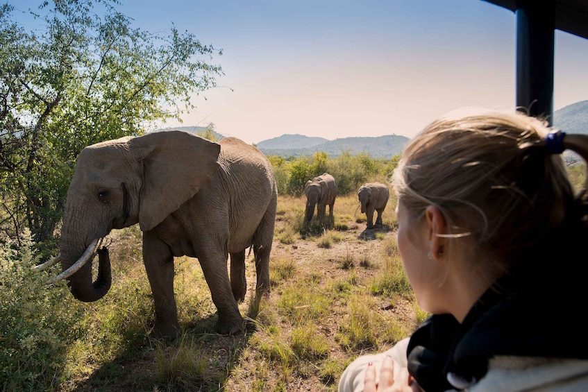 Picture 12 for Activity From Johannesburg: Pilanesberg Nature Reserve Game Safari