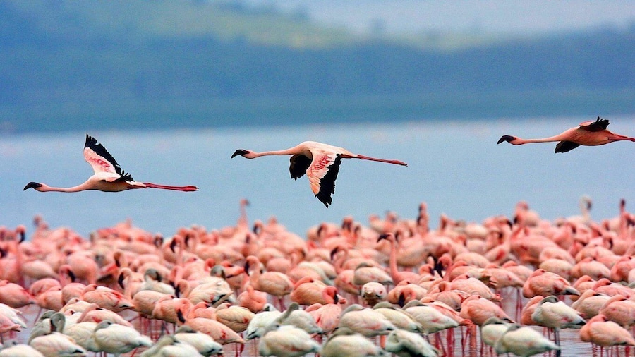 A day tour to Lake Nakuru and Naivasha Boat ride
