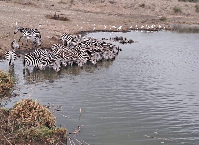 Picture 7 for Activity A day tour to Lake Nakuru and Naivasha Boat ride