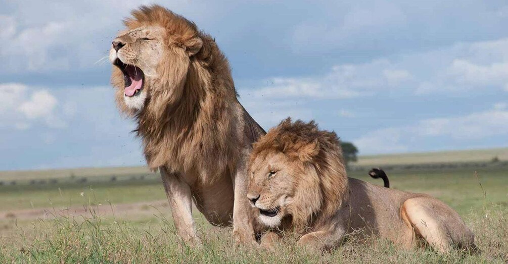Picture 8 for Activity A day tour to Lake Nakuru and Naivasha Boat ride