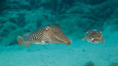 Lanzarote: 2-dive package in Playa Blanca - certified divers