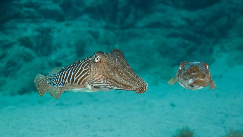 Picture 2 for Activity Lanzarote: 2-dive package in Playa Blanca - certified divers