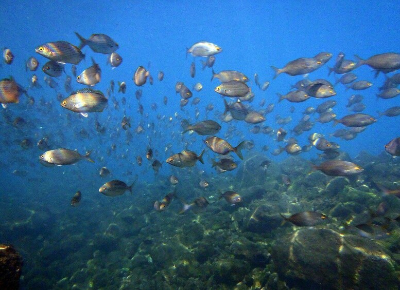 Picture 8 for Activity Lanzarote: 2-dive package in Playa Blanca - certified divers