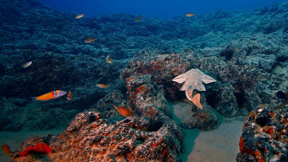 Picture 1 for Activity Lanzarote: 2-dive package in Playa Blanca - certified divers