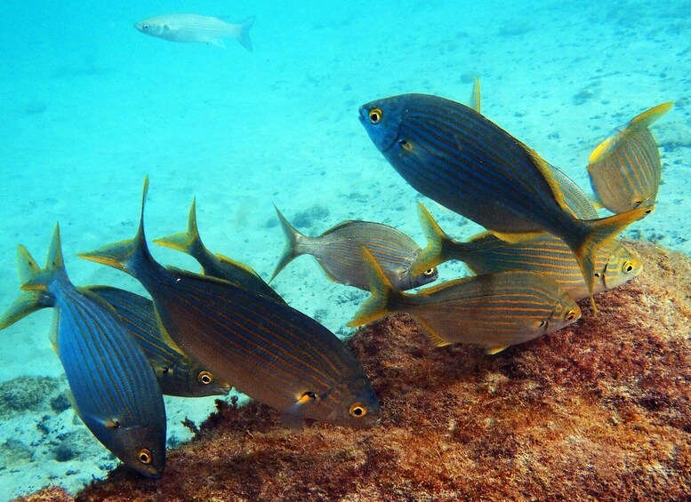 Picture 6 for Activity Lanzarote: 2-dive package in Playa Blanca - certified divers