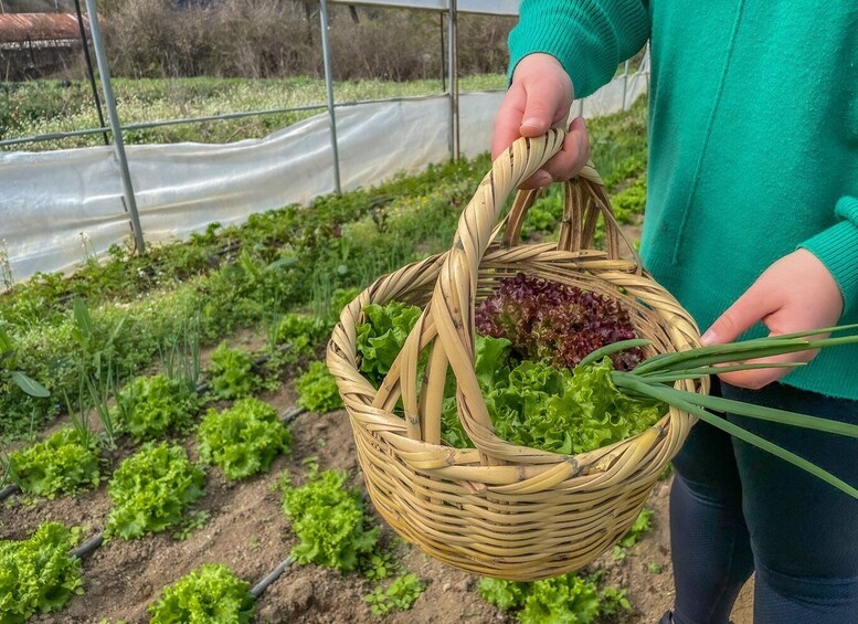 Picture 1 for Activity Ioannina: East Zagori Farming Experience & Cooking Class