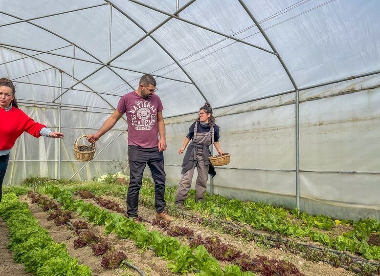 Picture 2 for Activity Ioannina: East Zagori Farming Experience & Cooking Class