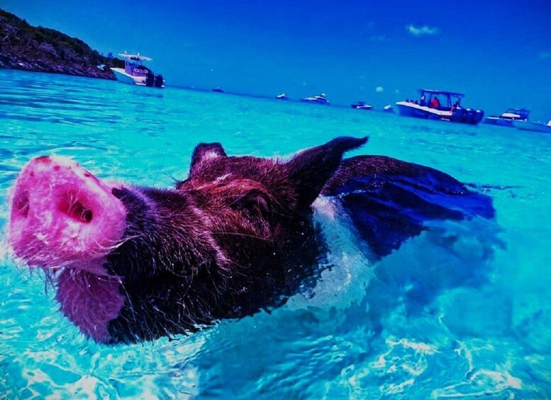 Picture 1 for Activity From Nassau:Air-Sea Promotion Breathtaking TourSwimming Pigs