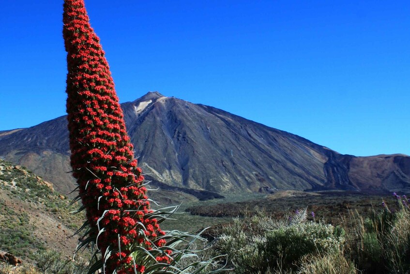 Picture 4 for Activity Tenerife: Mount Teide Quad Tour in Tenerife National Park