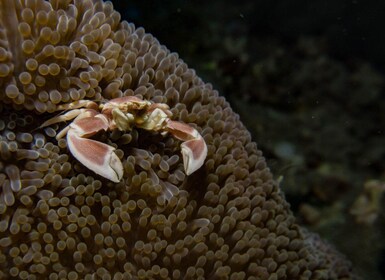 Scuba Diving in Boracay: SSI Advanced OW Certification