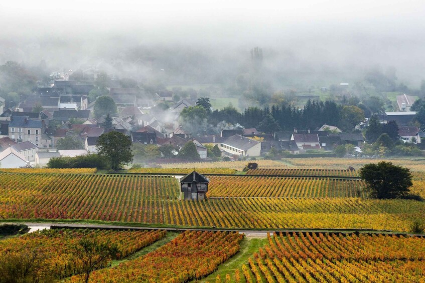 Picture 2 for Activity Small group tour Morning in Côte de Beaune