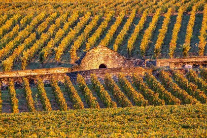 Small group tour Morning in Côte de Beaune