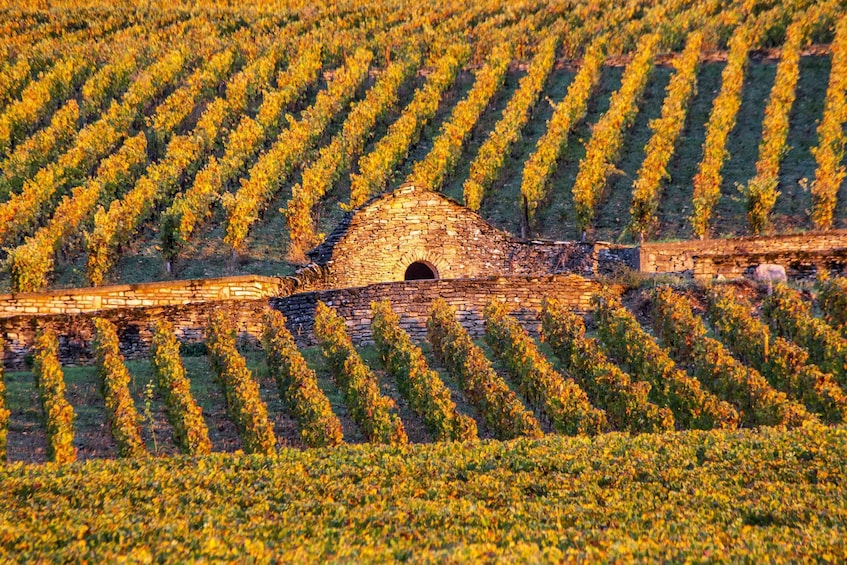 Small group tour Morning in Côte de Beaune