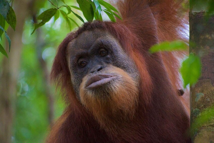 Picture 3 for Activity 2 Days 1 Night Orangutan Trek Bukit Lawang