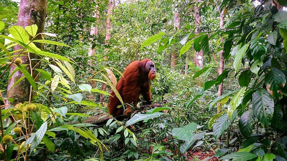 Picture 1 for Activity 2 Days 1 Night Orangutan Trek Bukit Lawang