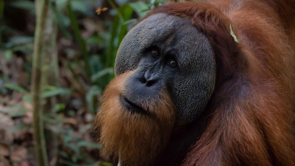 2 Days 1 Night Orangutan Trek Bukit Lawang