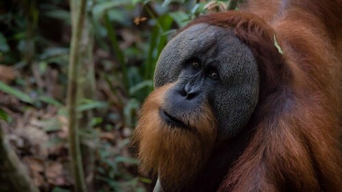 2 Days 1 Night Orangutan Trek Bukit Lawang