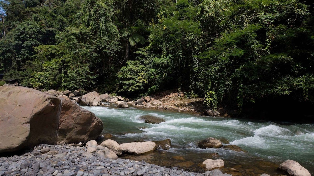 Picture 2 for Activity 2 Days 1 Night Orangutan Trek Bukit Lawang
