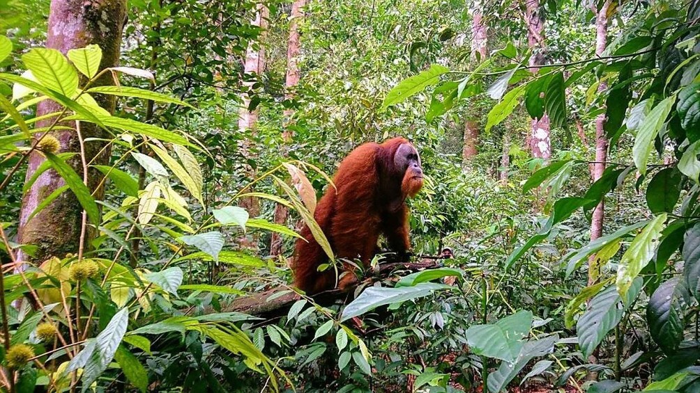 Picture 1 for Activity 2 Days 1 Night Orangutan Trek Bukit Lawang