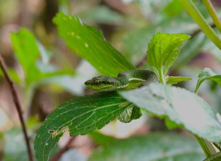 Picture 5 for Activity Munnar Birding and Bird Photography Trip