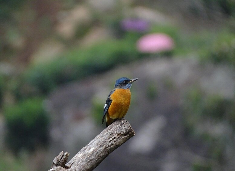 Picture 3 for Activity Munnar Birding and Bird Photography Trip