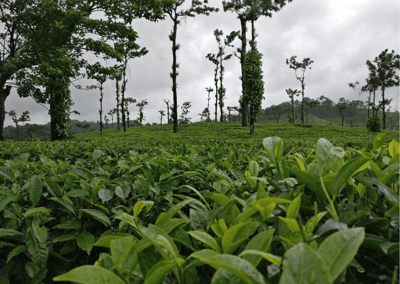 Picture 6 for Activity Touristic Highlights of Coorg (Guided Full Day Tour by car)