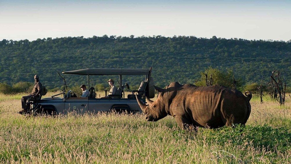 Picture 1 for Activity Madikwe Game Reserve 1 Night