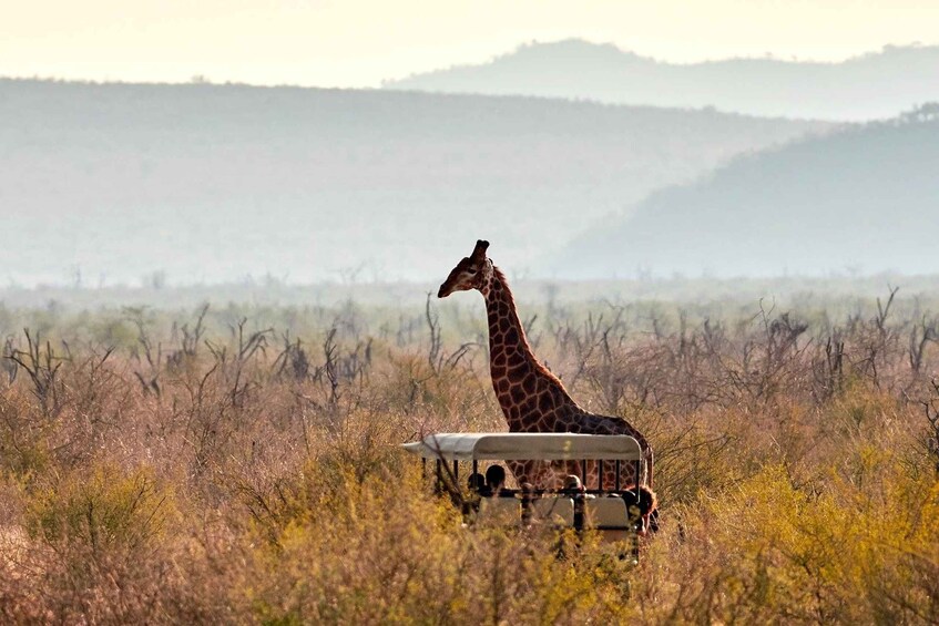 Picture 2 for Activity Madikwe Game Reserve 1 Night