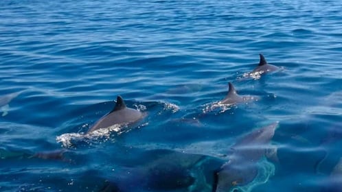 Mauritius: Delfinskådning med privat motorbåt och Ile aux cerfs
