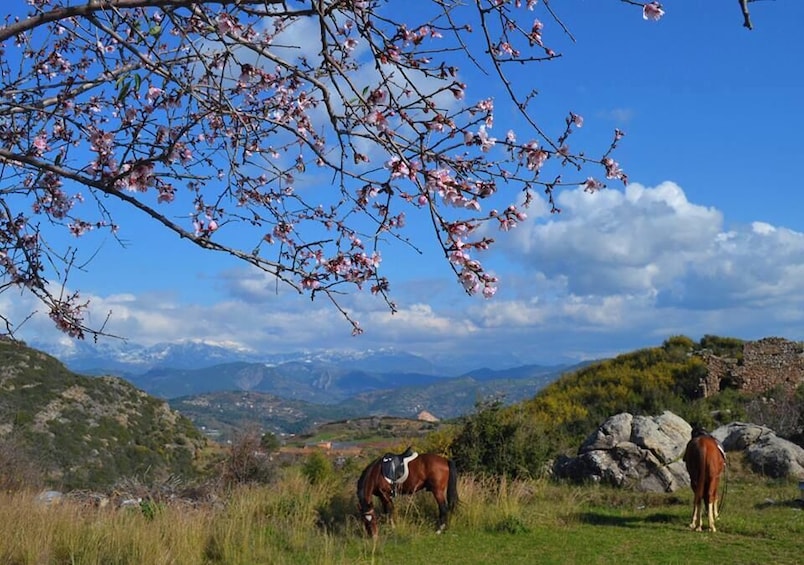 Picture 2 for Activity Alanya: Horse Riding Adventure