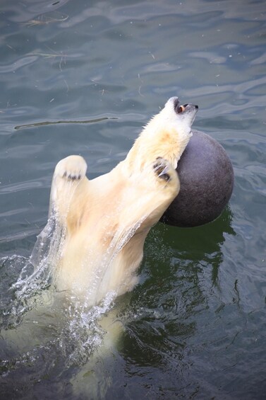 Picture 3 for Activity Guided tour in Ranua zoo with transfer
