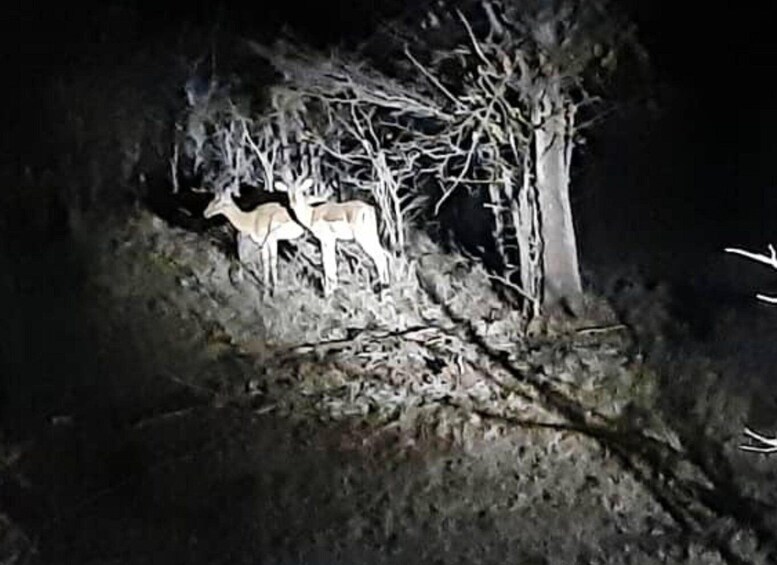 Picture 5 for Activity Victoria Falls: Flashlight Bush Experience and Stargazing