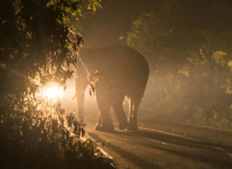 Picture 6 for Activity Victoria Falls: Flashlight Bush Experience and Stargazing