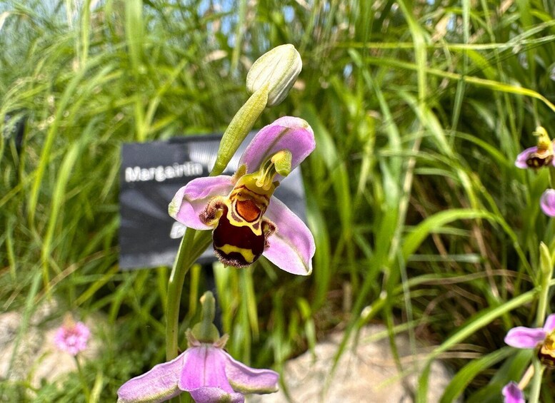 Burren Botany Experience