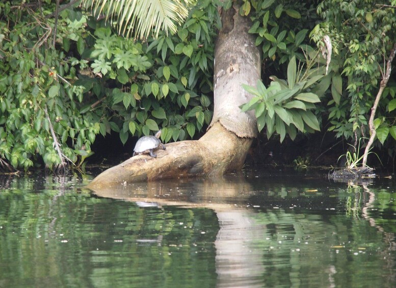 Picture 11 for Activity Panama: Monkey Island Gatun Lake Boat ride