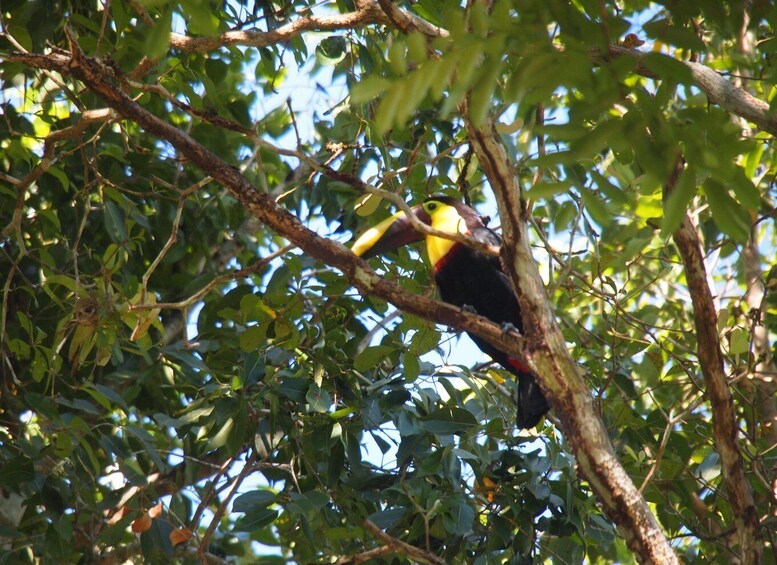 Picture 13 for Activity Panama: Monkey Island Gatun Lake Boat ride