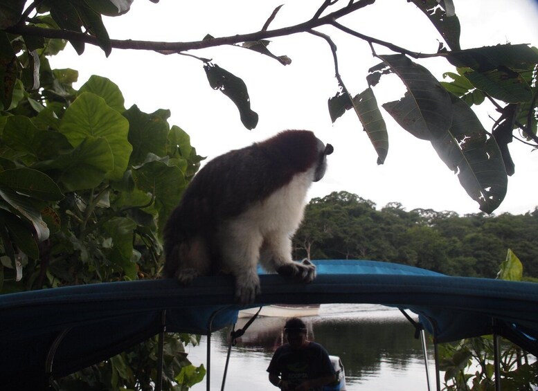 Picture 10 for Activity Panama: Monkey Island Gatun Lake Boat ride