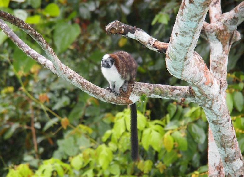 Picture 16 for Activity Panama: Monkey Island Gatun Lake Boat ride