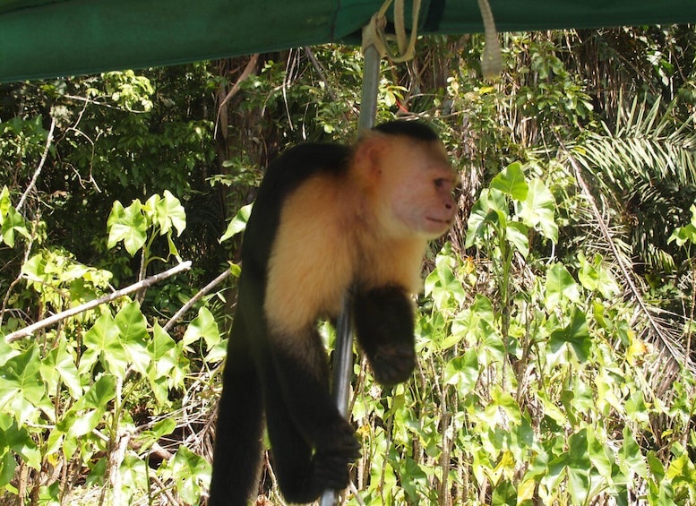 Picture 6 for Activity Panama: Monkey Island Gatun Lake Boat ride