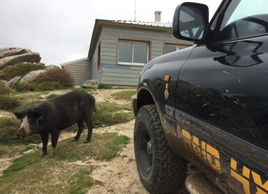 Porto Vecchio: Cuscionu Plateau & Alta Rocca 4x4 Tour