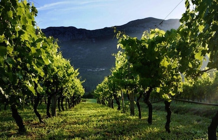 Private tour to Konavle valley with wine tasting