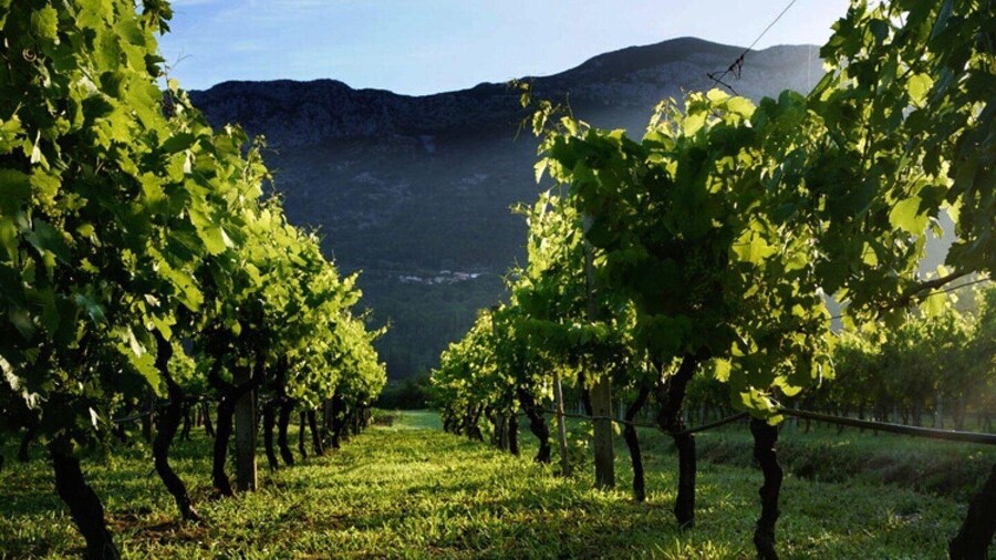 Private tour to Konavle valley with wine tasting