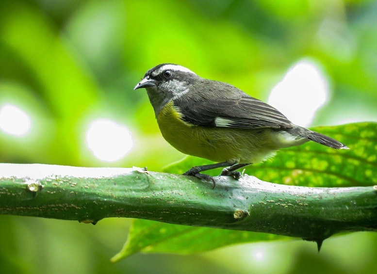 Picture 6 for Activity Salento: hike to learn about Birds