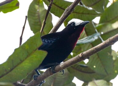 Salento: hike to learn about Birds