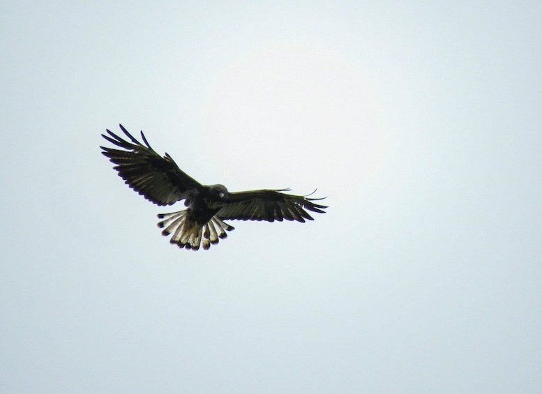 Picture 11 for Activity Salento: hike to learn about Birds