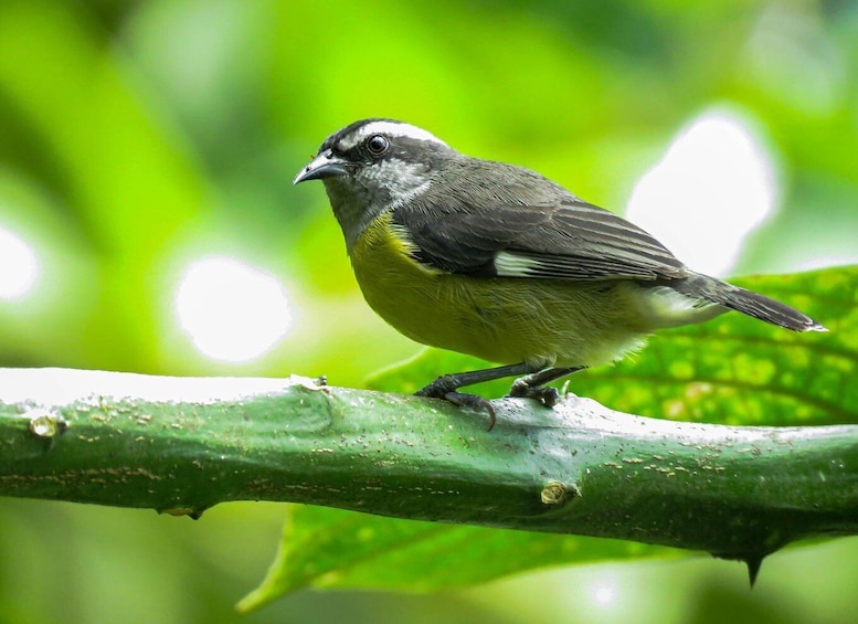 Picture 6 for Activity Salento: Birding Routes of the Raptors