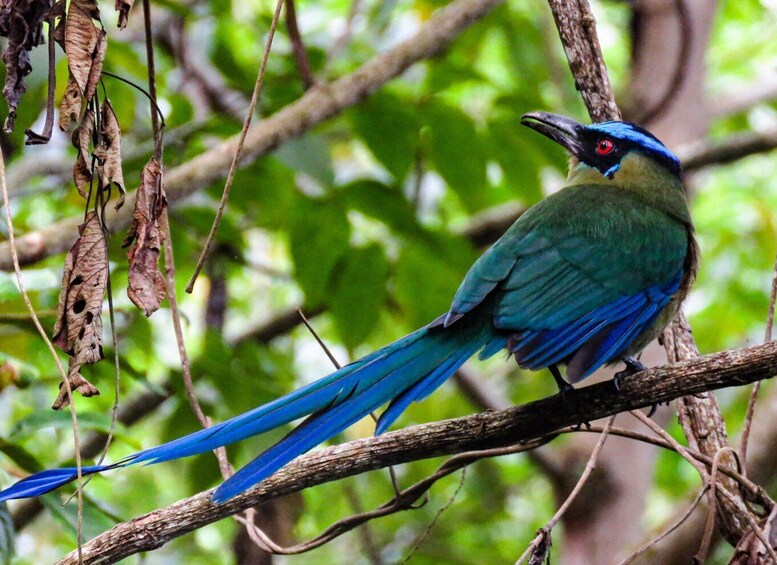 Picture 2 for Activity Salento: Birding Routes of the Raptors