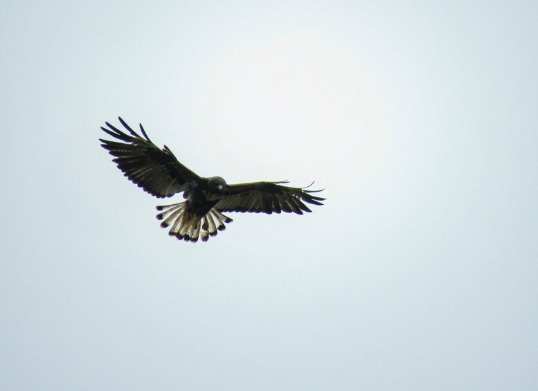 Picture 11 for Activity Salento: Birding Routes of the Raptors