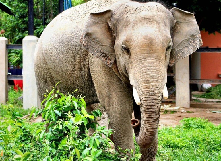 Picture 7 for Activity Phnom Tamao Wildlife Center & Buddha Kiri Cambodia Day Tour